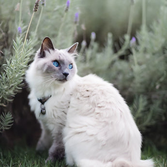 För katten - PetsParadise 